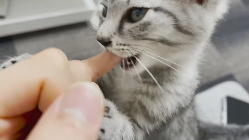 思いっきり鳴いておしゃぶり要求ととまるくん 保護子猫 ととまるとはんみ 指しゃぶり 甘えん坊 動画