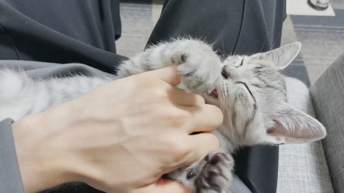 思いっきり鳴いておしゃぶり要求ととまるくん 保護子猫 ととまるとはんみ 指しゃぶり 甘えん坊 動画