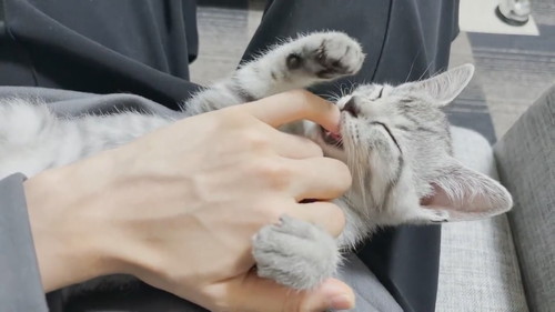 思いっきり鳴いておしゃぶり要求ととまるくん 保護子猫 ととまるとはんみ 指しゃぶり 甘えん坊 動画