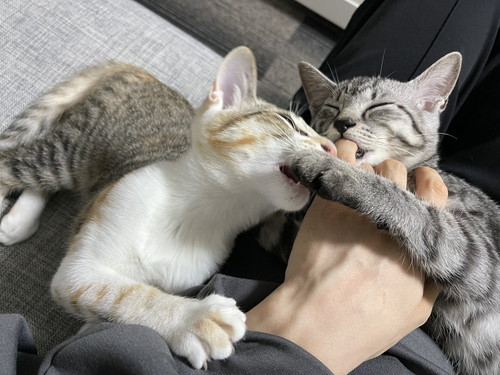 ととまるくんとはんみちゃん 保護子猫 ととまるとはんみ 指しゃぶり 甘えん坊 動画