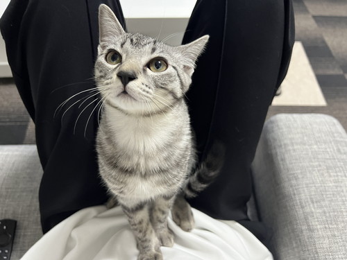 ととまるくん 保護子猫 ととまるとはんみ 指しゃぶり 甘えん坊 動画