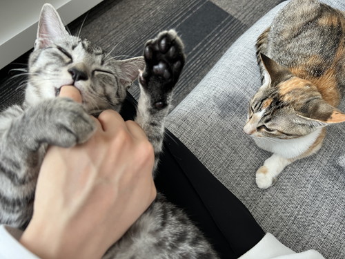 ととまるくんとはんみちゃん 保護子猫 ととまるとはんみ 指しゃぶり 甘えん坊 動画