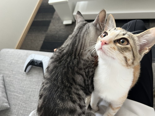 ととまるくんとはんみちゃん 保護子猫 ととまるとはんみ 指しゃぶり 甘えん坊 動画