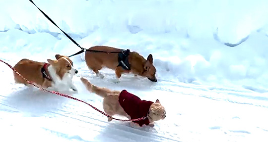 ちい むう ととろ 雪 散歩 犬 猫 コーギー