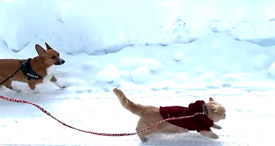 ちい むう ととろ 雪 散歩 犬 猫 コーギー