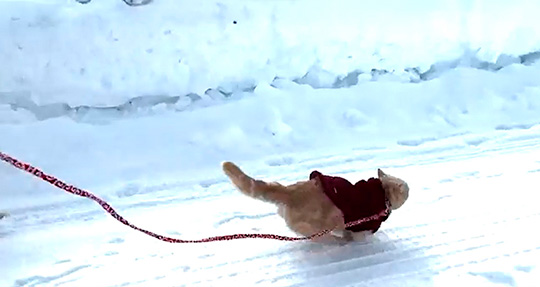 ちい むう ととろ 雪 散歩 犬 猫 コーギー