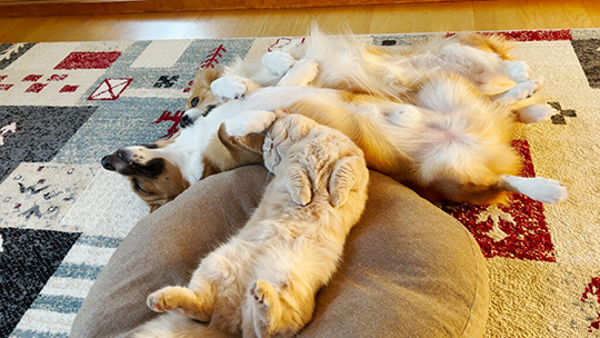 ちい むう ととろ 雪 散歩 犬 猫 コーギー