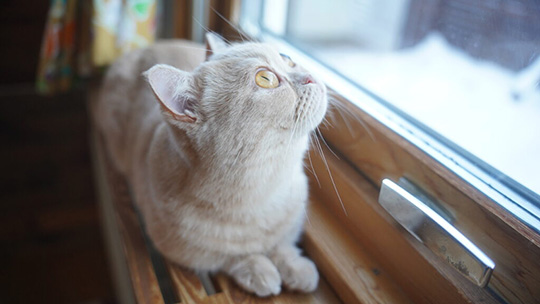ちい むう ととろ 雪 散歩 犬 猫 コーギー