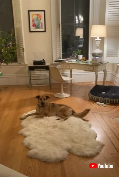 犬 歌う ピアノ アメリカ