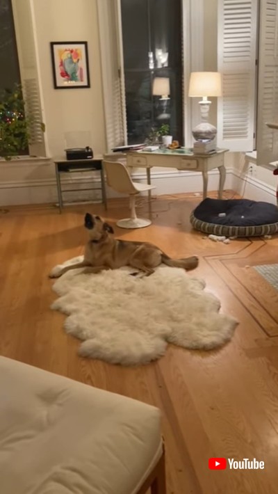 犬 歌う ピアノ アメリカ