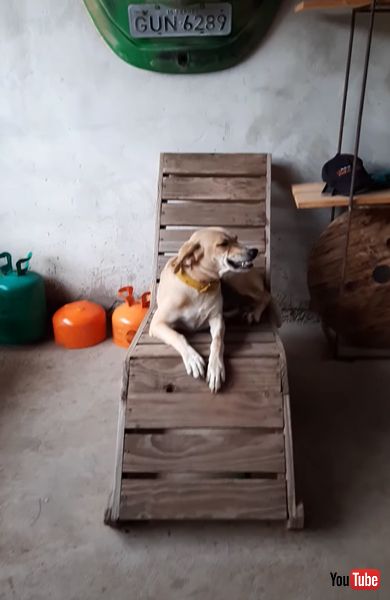 席 ゆずらない ワンコ 犬 イス