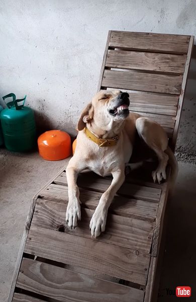 席 ゆずらない ワンコ 犬 イス