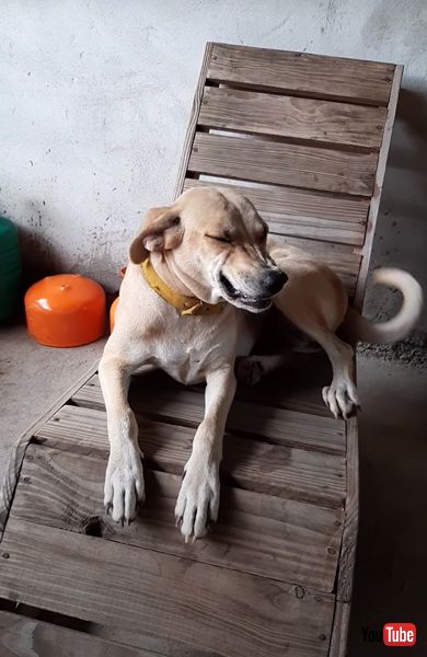 席 ゆずらない ワンコ 犬 イス