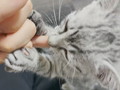 飼い主の指をしゃぶりたい保護子猫、大声で激おこ→「満足です……Zzz」　別猫のようなビフォーアフターがかわいい