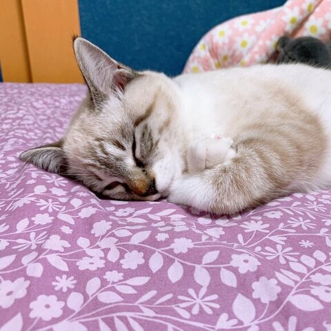 保護子猫　成長　ビフォーアフター　画像　感動　猫