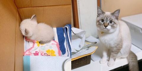 保護子猫　成長　ビフォーアフター　画像　感動　猫