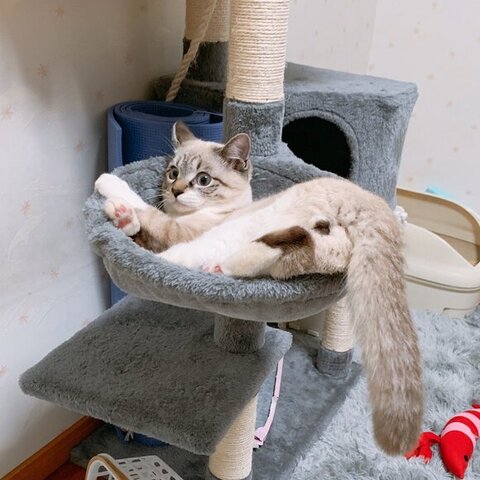 保護子猫　成長　ビフォーアフター　画像　感動　猫