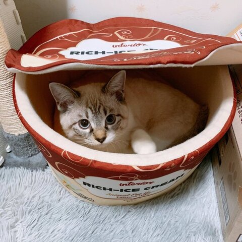 保護子猫　成長　ビフォーアフター　画像　感動　猫