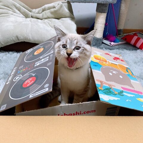 保護子猫　成長　ビフォーアフター　画像　感動　猫
