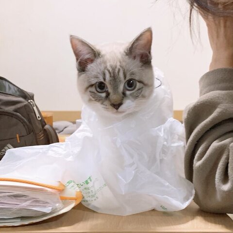 保護子猫　成長　ビフォーアフター　画像　感動　猫