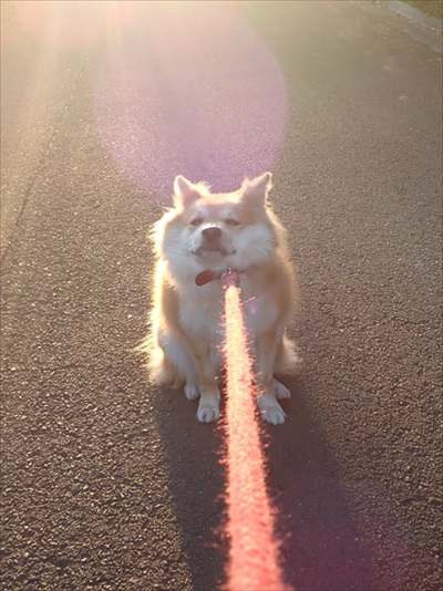 やばい粉 犬 もなか きな粉