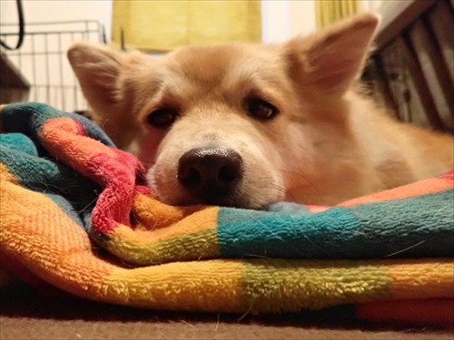 やばい粉 犬 もなか きな粉