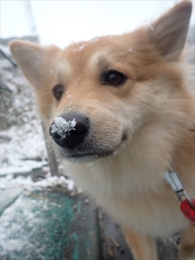 やばい粉 犬 もなか きな粉