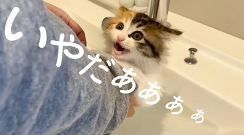 阻止ねこ