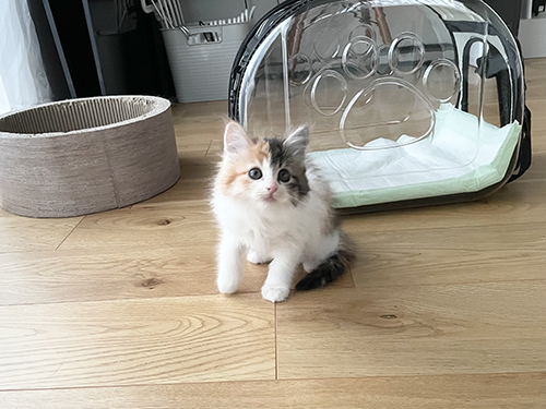 うなぎ 保護 子猫 お風呂 絶叫 初めて