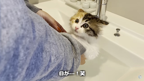 うなぎ 保護 子猫 お風呂 絶叫 初めて