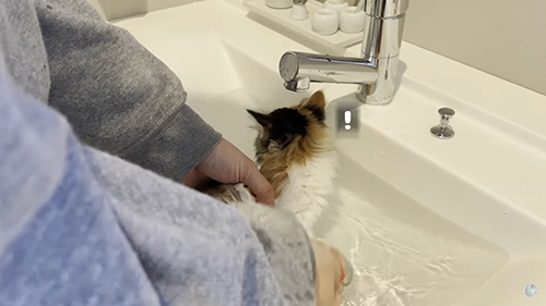 うなぎ 保護 子猫 お風呂 絶叫 初めて