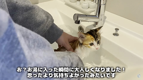 うなぎ 保護 子猫 お風呂 絶叫 初めて