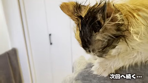 うなぎ 保護 子猫 お風呂 絶叫 初めて