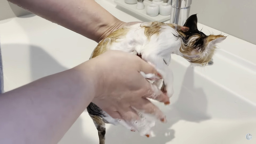 うなぎ 保護 子猫 お風呂 絶叫 初めて