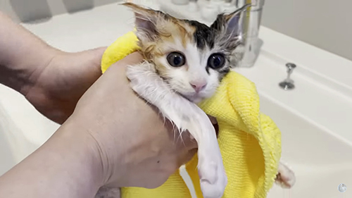 うなぎ 保護 子猫 お風呂 絶叫 初めて