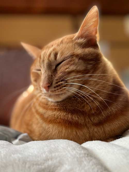 優しい猫