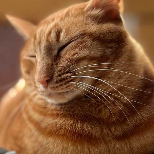 飼い主をあたためる猫