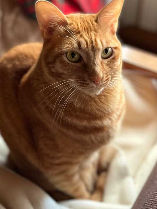 飼い主をあたためる猫