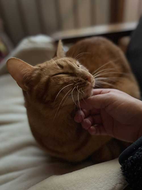 かわいい元野良猫