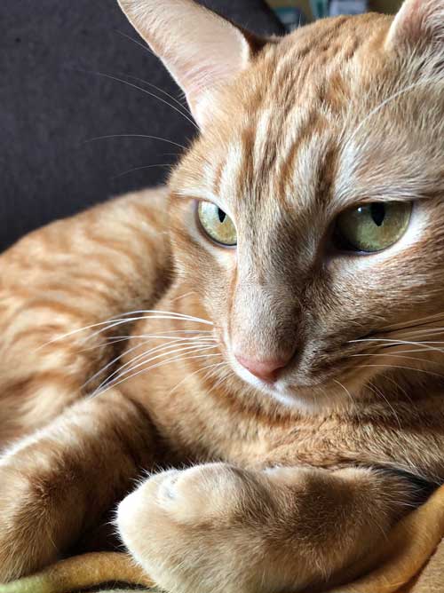 おなかを使ってあたためる猫