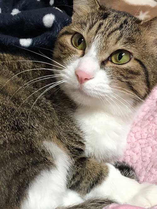 やさしくて温かい猫