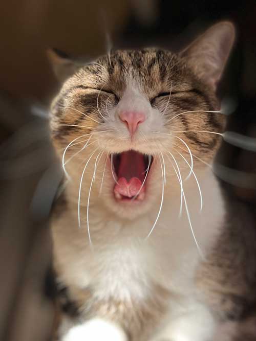 コタツであたたまる猫