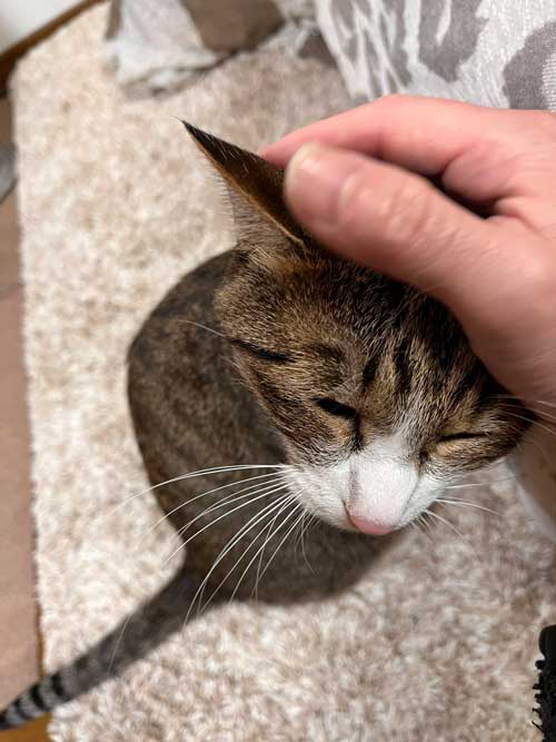 あたためてくれる猫