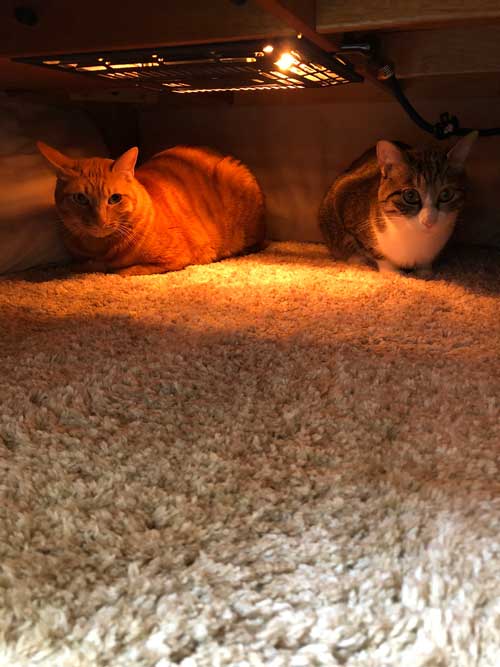 一緒にコタツに入る猫