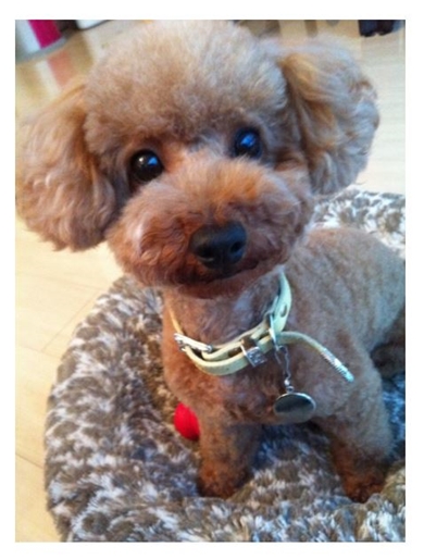 小川菜摘が別れを報告したトイプードル・キョヌ