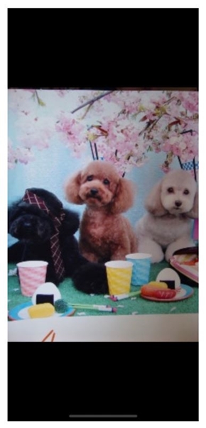 小川家の愛犬たち