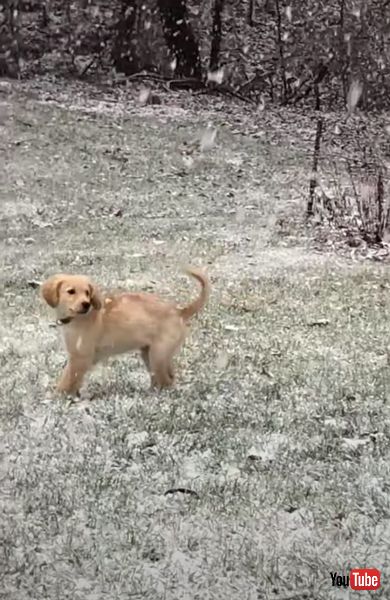 ゴールデンレトリバー　動画　雪　子犬　画像
