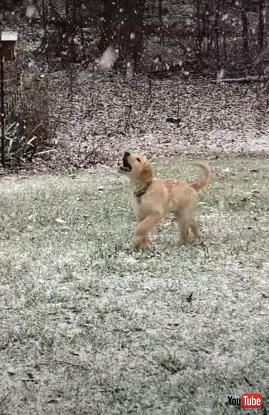 ゴールデンレトリバー　動画　雪　子犬　画像