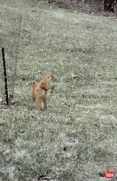 ゴールデンレトリバー　動画　雪　子犬　画像