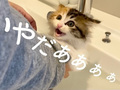 子猫「イヤー!!!」→「あれ……？」　初めてのお風呂で元保護子猫が見せた意外な反応に、飼い主もビックリ